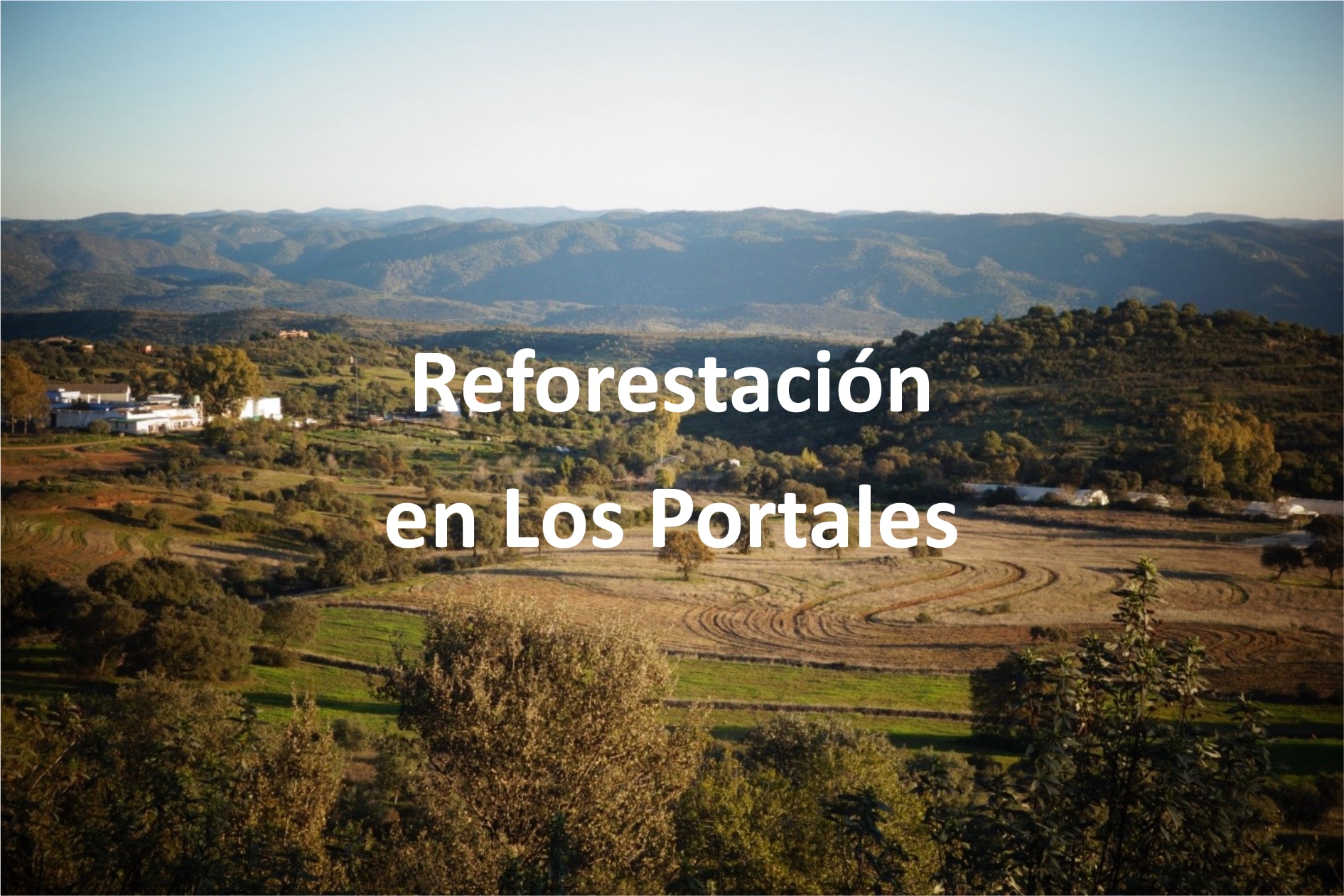 Articulo%20reforestacion